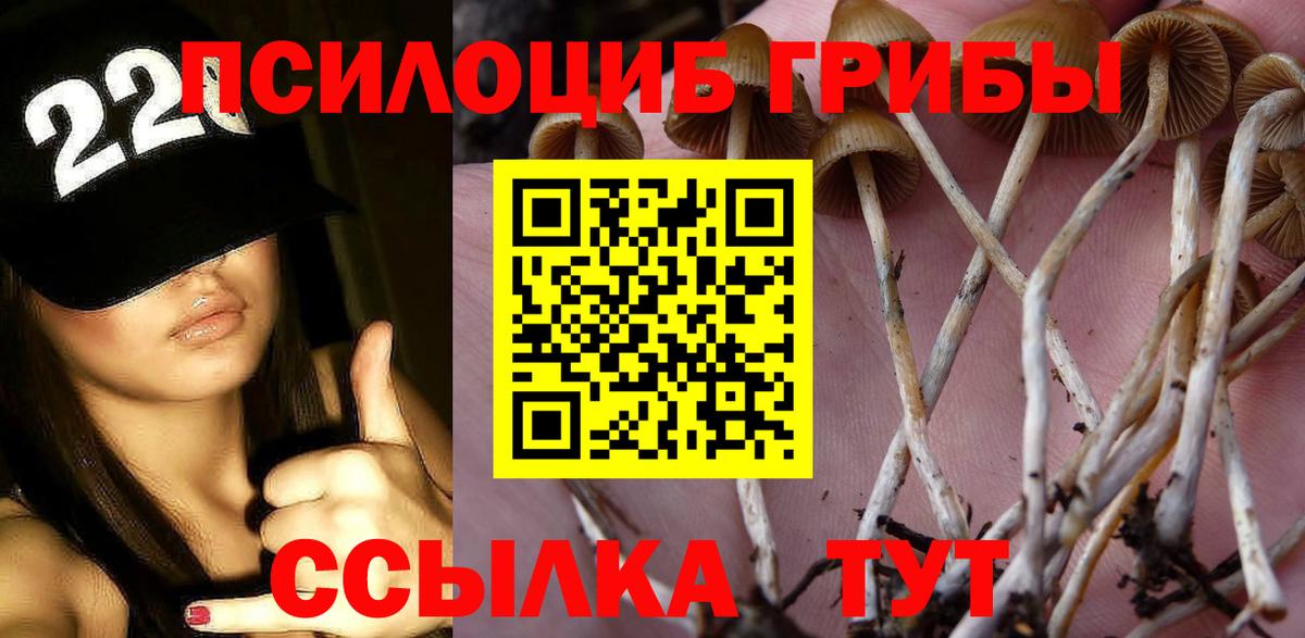 Псилоцибиновые грибы прущие грибы  сколько стоит  Аргун  Вход с VPN  Псилоцибиновые грибы Cubensis 